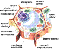 celulavegetal.gif